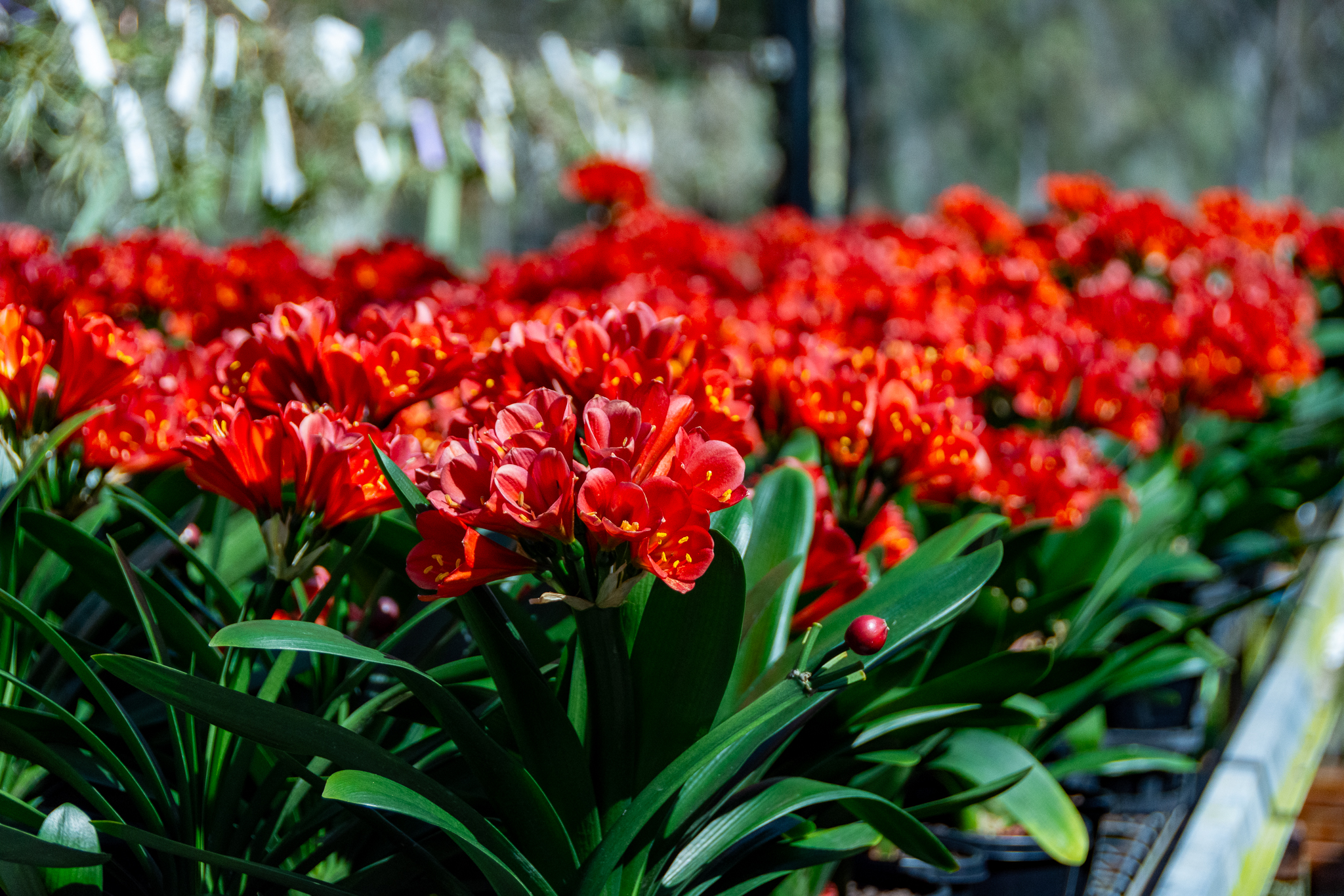 A benchful of vibrant red flowered compact clivias.
