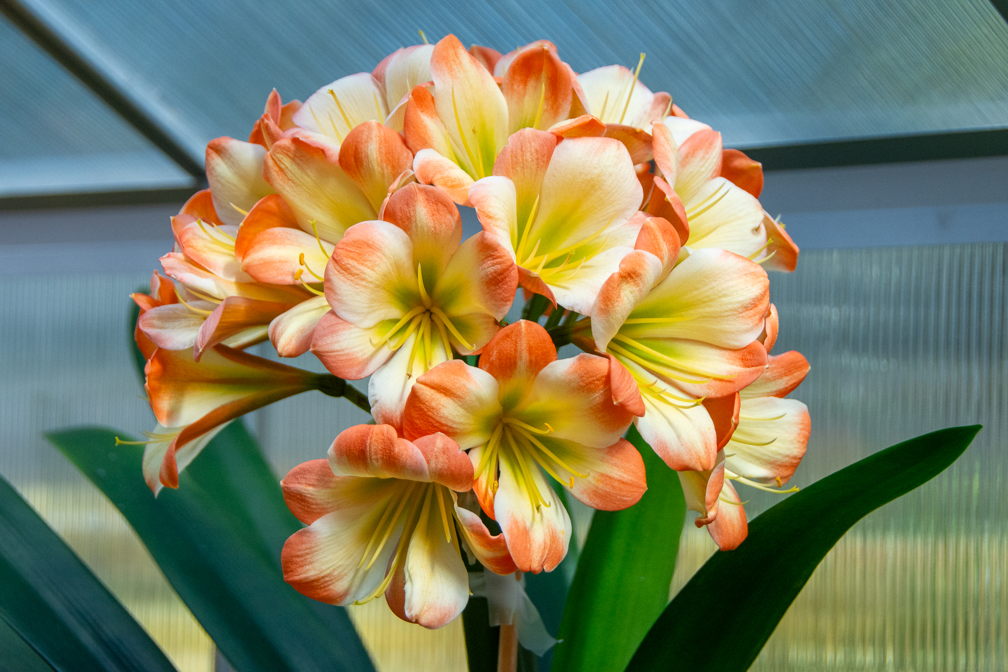 'Favourite', an award-winning clivia that won the People's Choice award in the 2023 and 2024 Spring Clivia Show.