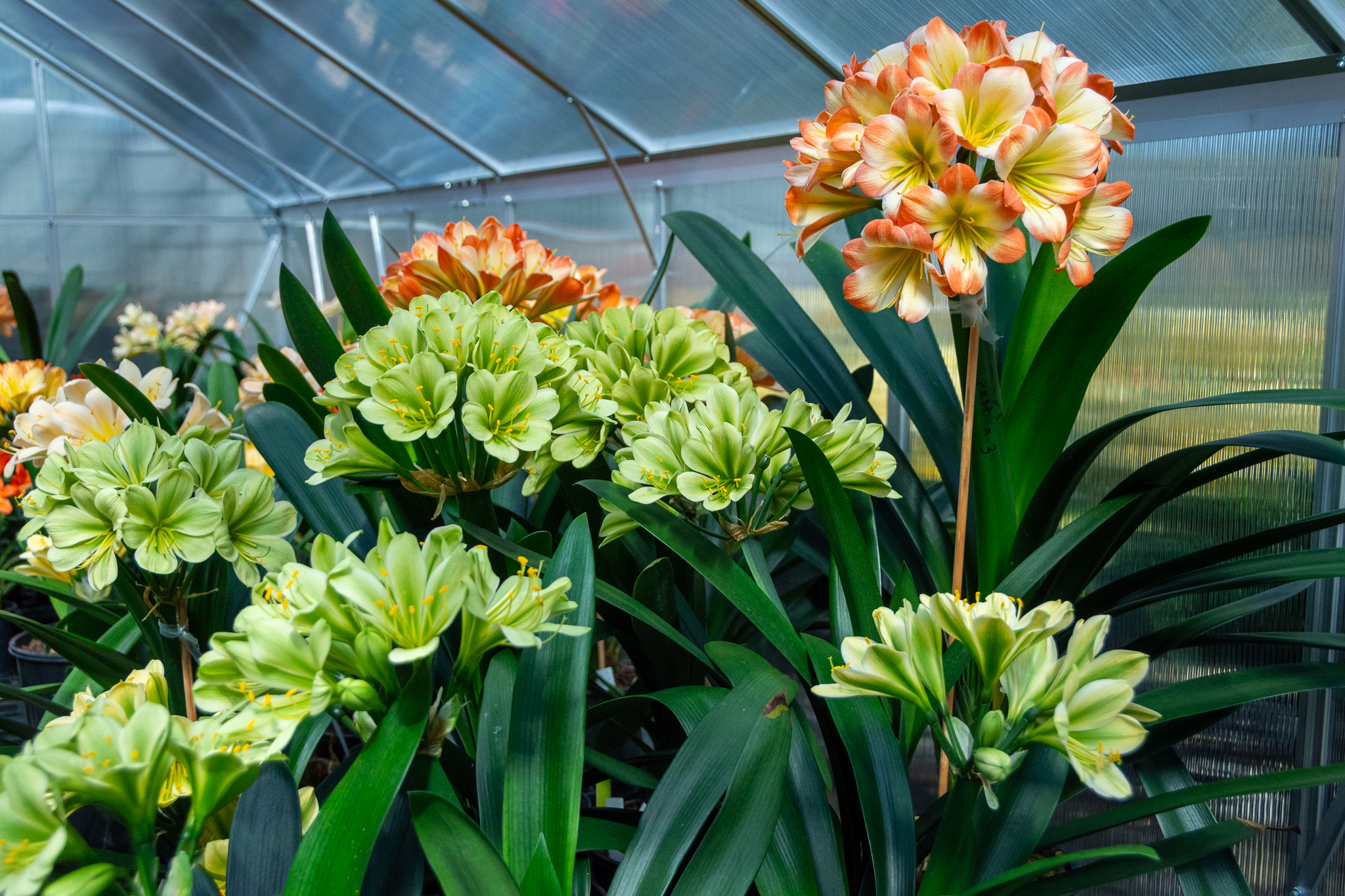 A display of Hirao green clivias as well as Mark Cant's 'Favourite', an award-winning tricolour clivia with a green throat and pastel-tipped edges on the very full, recurved florets.