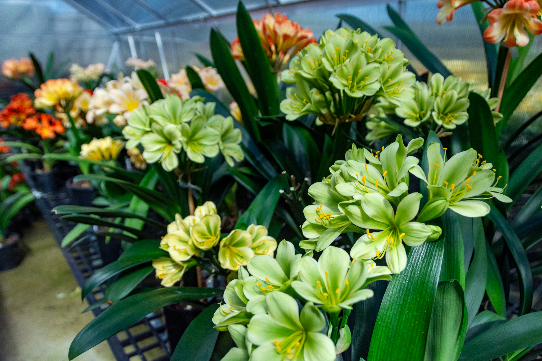 A beautiful benchful of breeding-quality green, yellow, blush, and bicolour clivias.