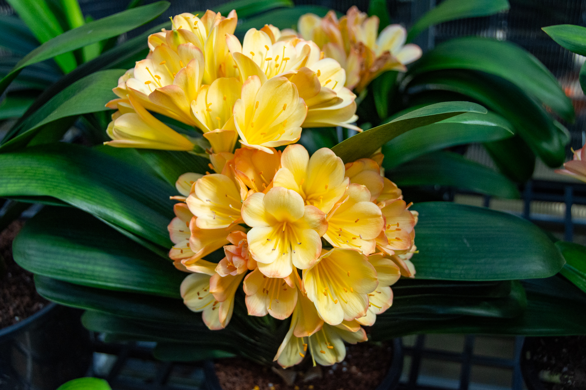 Beautiful Chinese Blush clivia with compact habit and vibrant blush-edged yellow blooms.