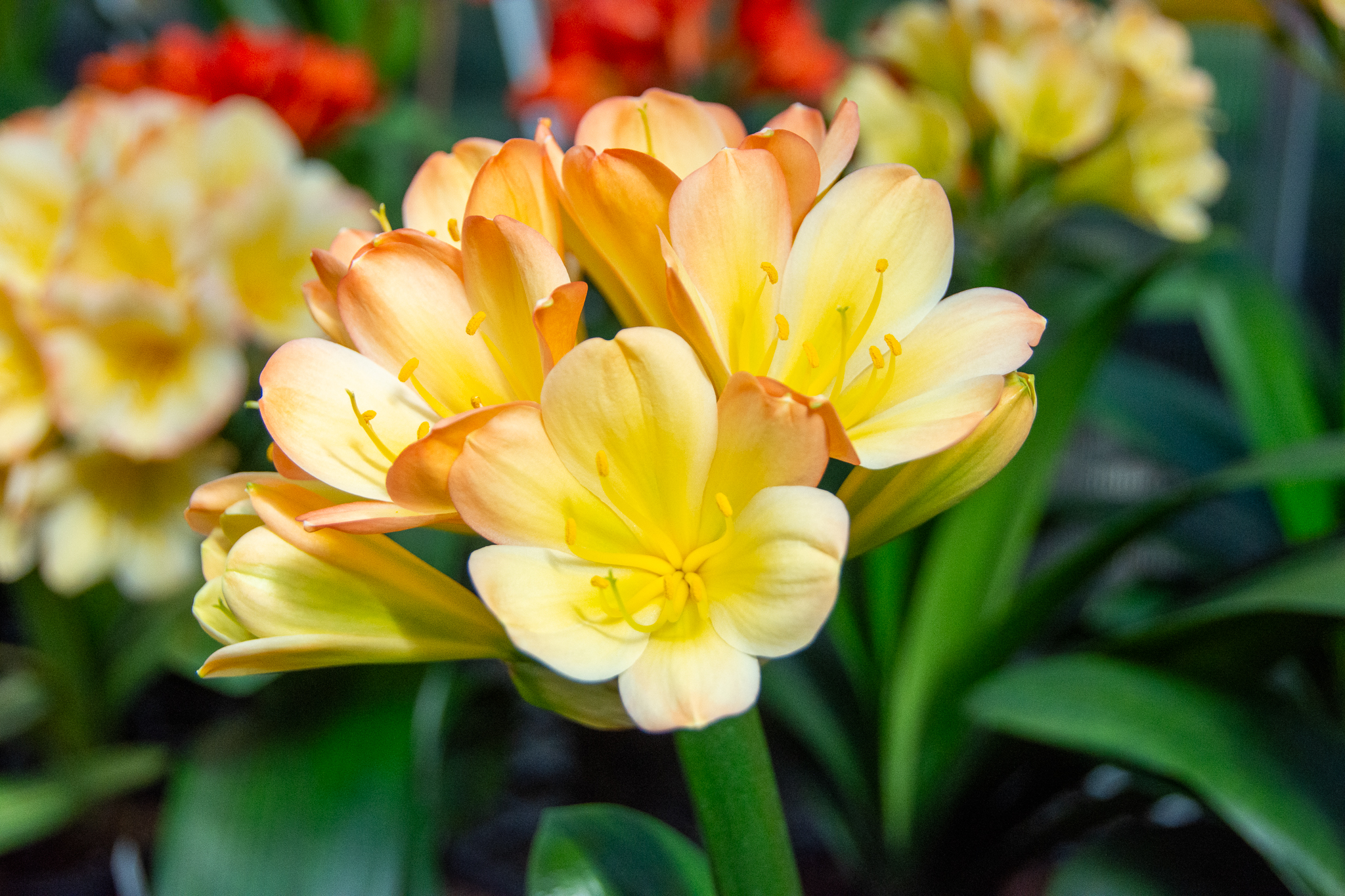 Chinese blush clivia with vibrant blushed yellow blooms.