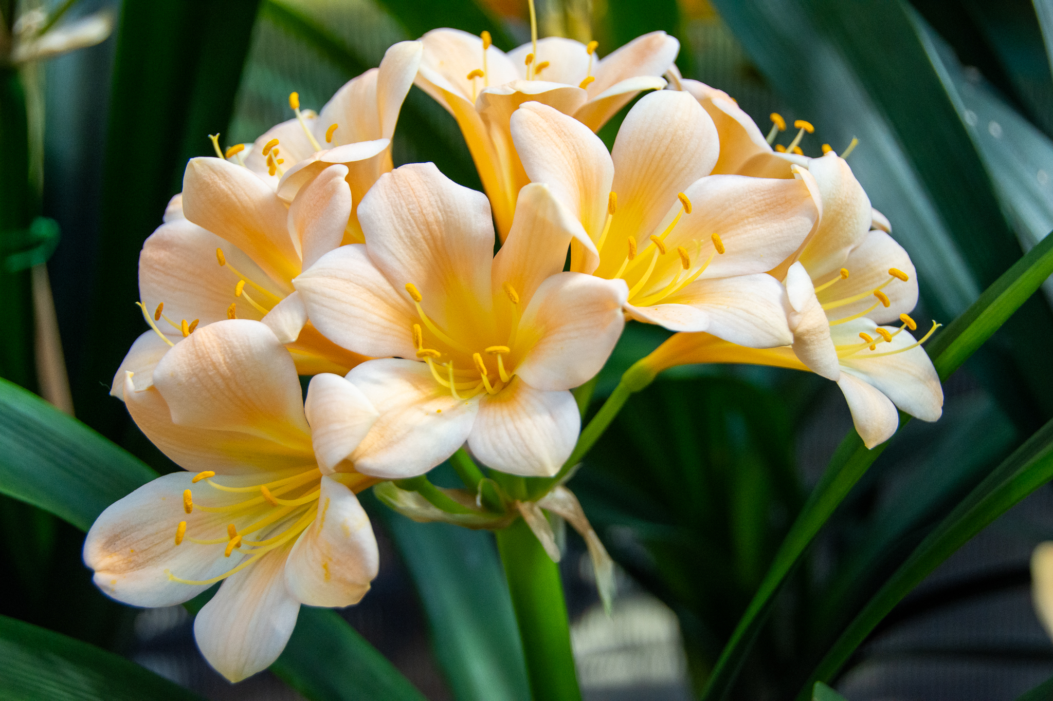 Peach clivia.