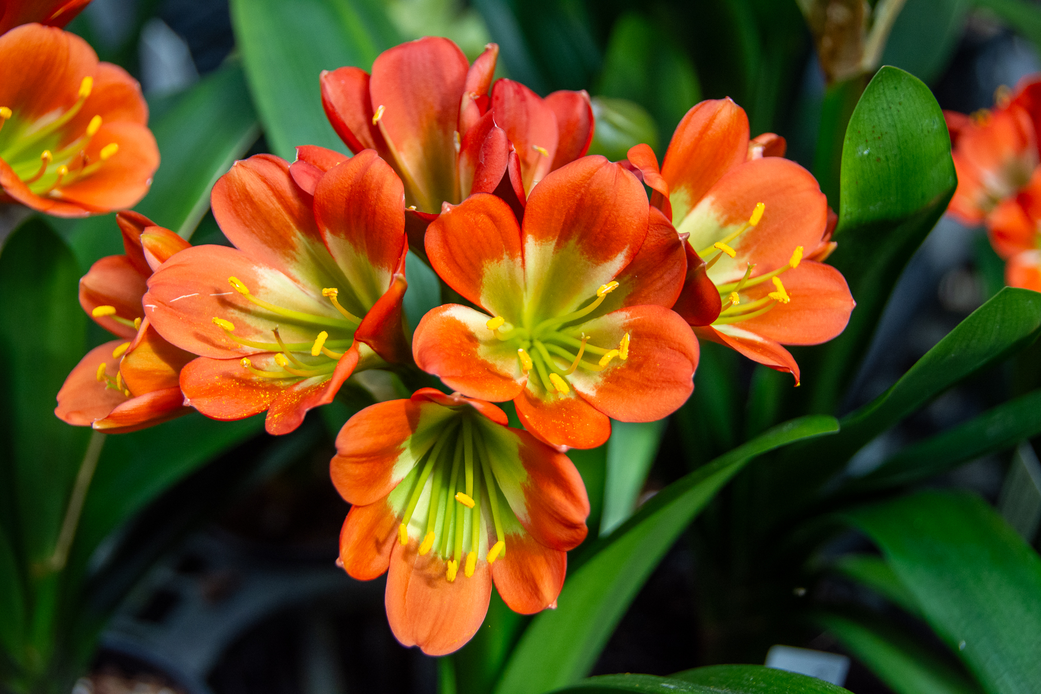 Green throat bronze clivia flower head.
