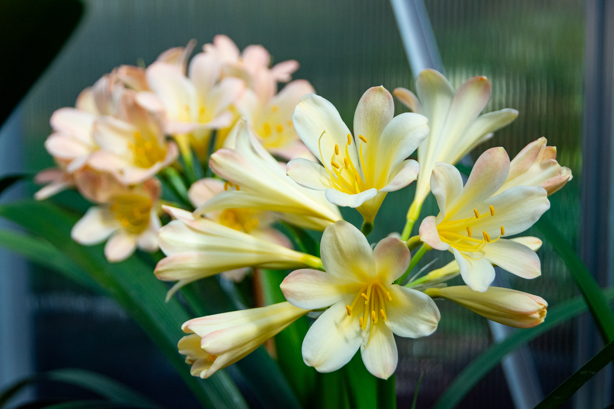 Delicate colours on an Apple Blossom clivia plant.
