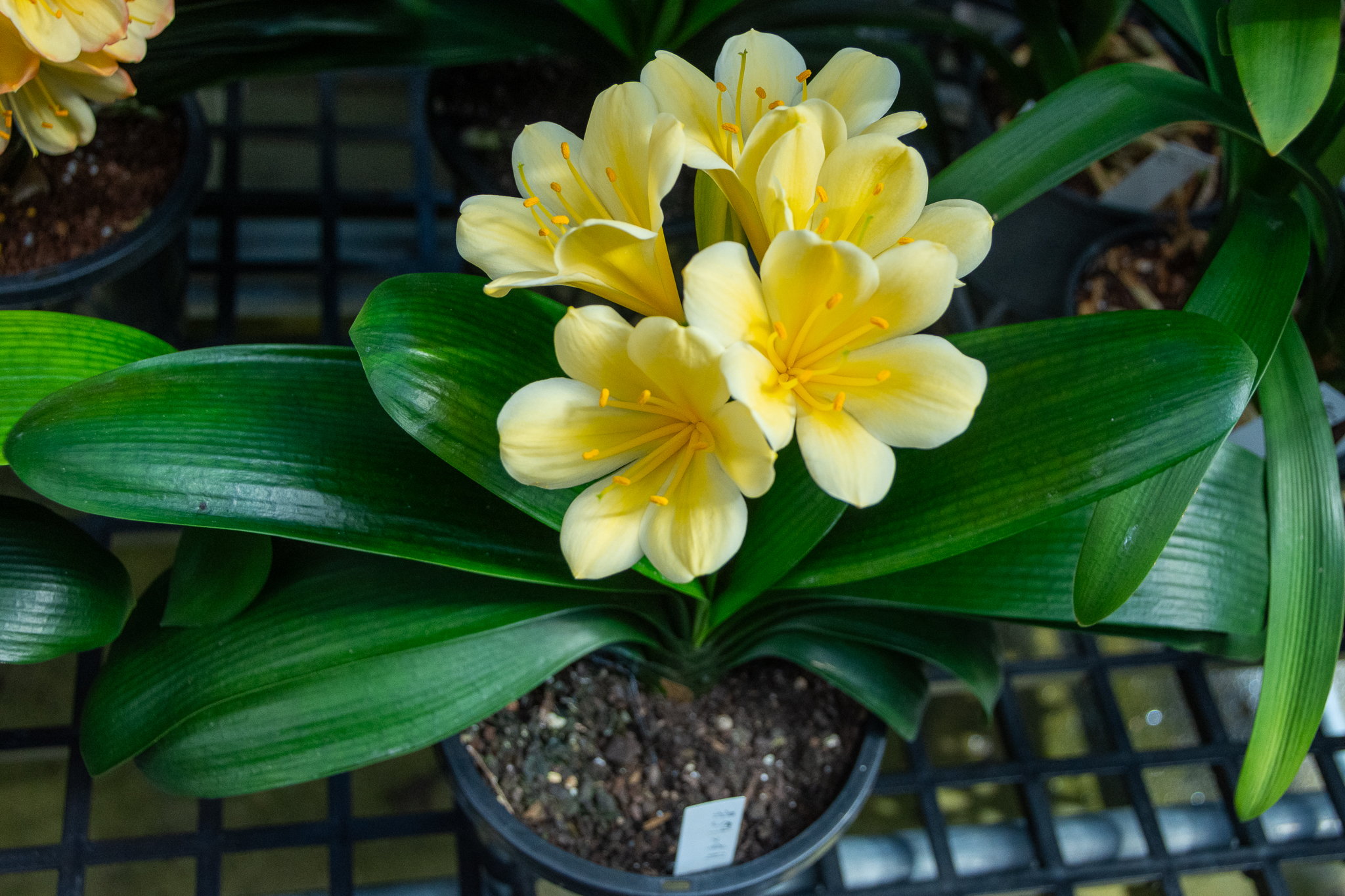 Yellow Daruma clivia with very compact form.