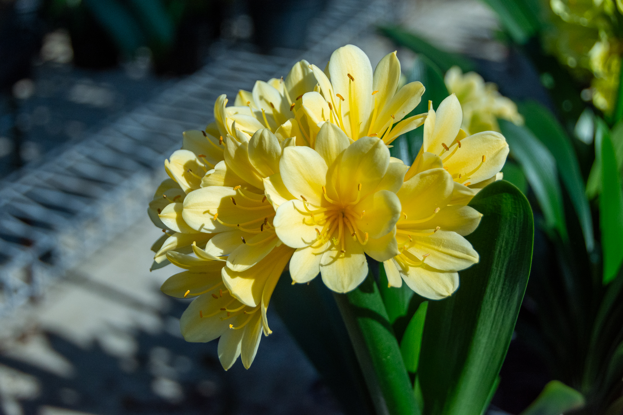 A stunning yellow multitepal clivia.