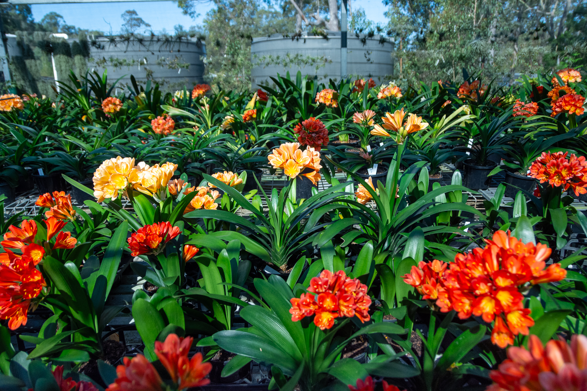 A view of several benches in the shadehouse full of different coloured clivia.