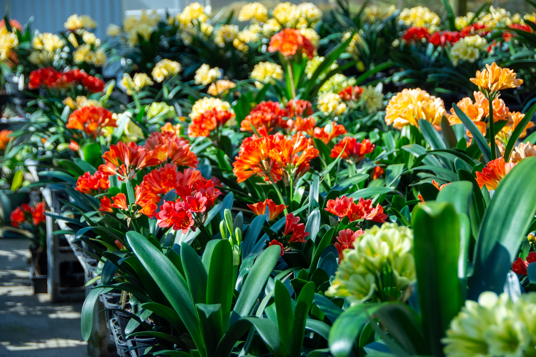 A view of several benches in the shadehouse full of different coloured clivia in bloom.