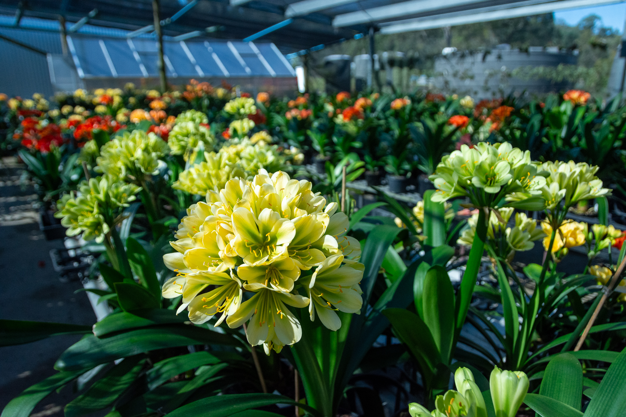 A view of several benches in the shadehouse full of different coloured clivia in bloom.