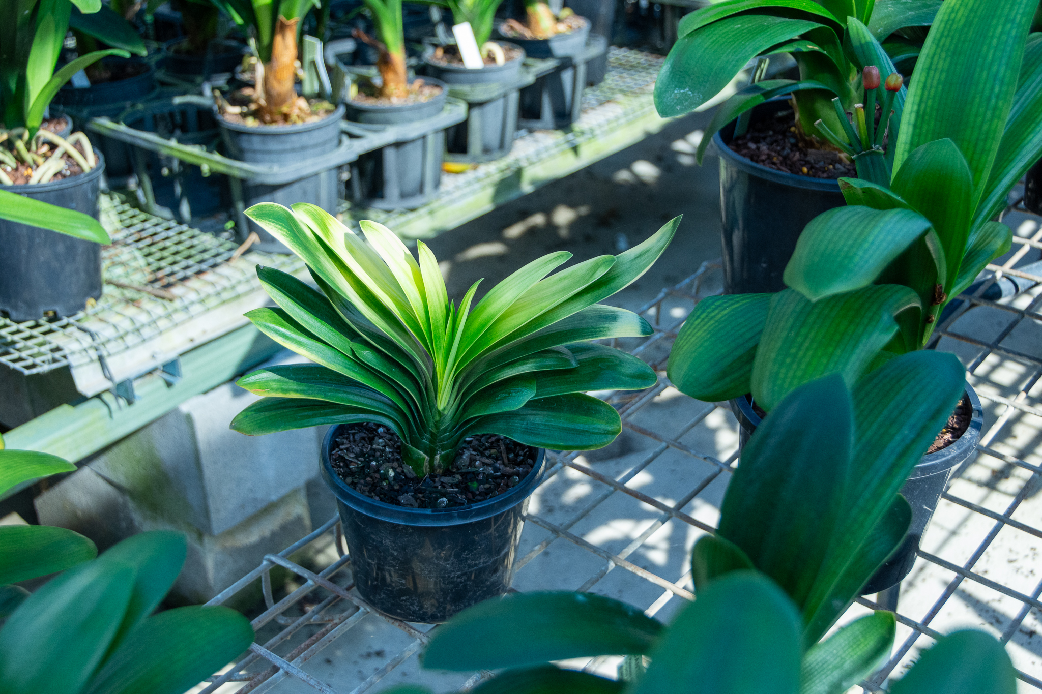 A very compact Light of Buddha clivia with good form and balance.