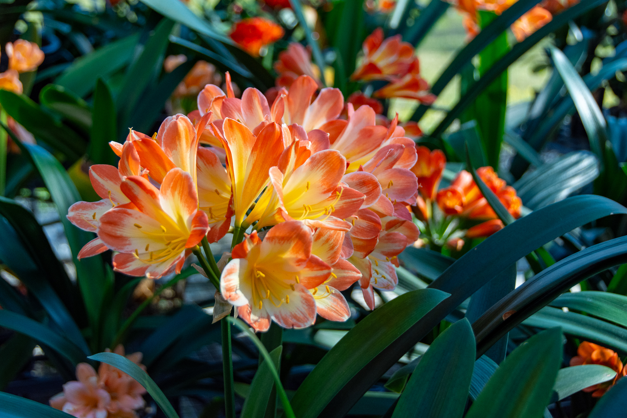 A beautiful bicolour clivia umbel catching the sunlight.