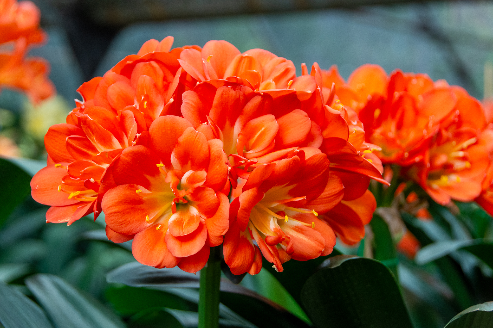 A stunning super multitepal clivia.