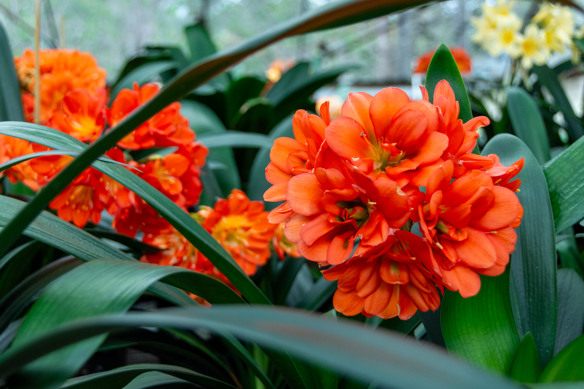 Flowering super multitepal clivia with phyllody.
