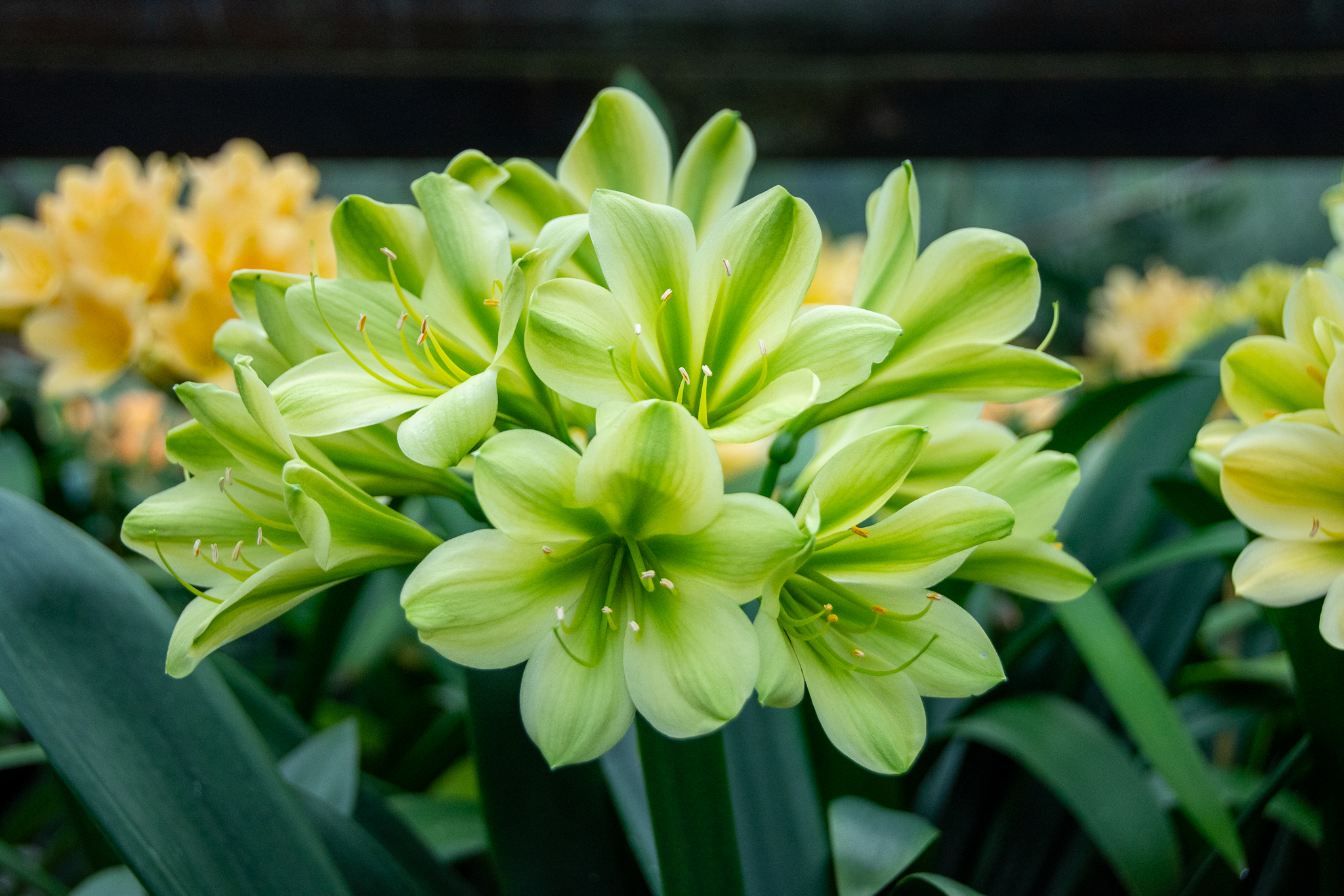 A green-flowering clivia.