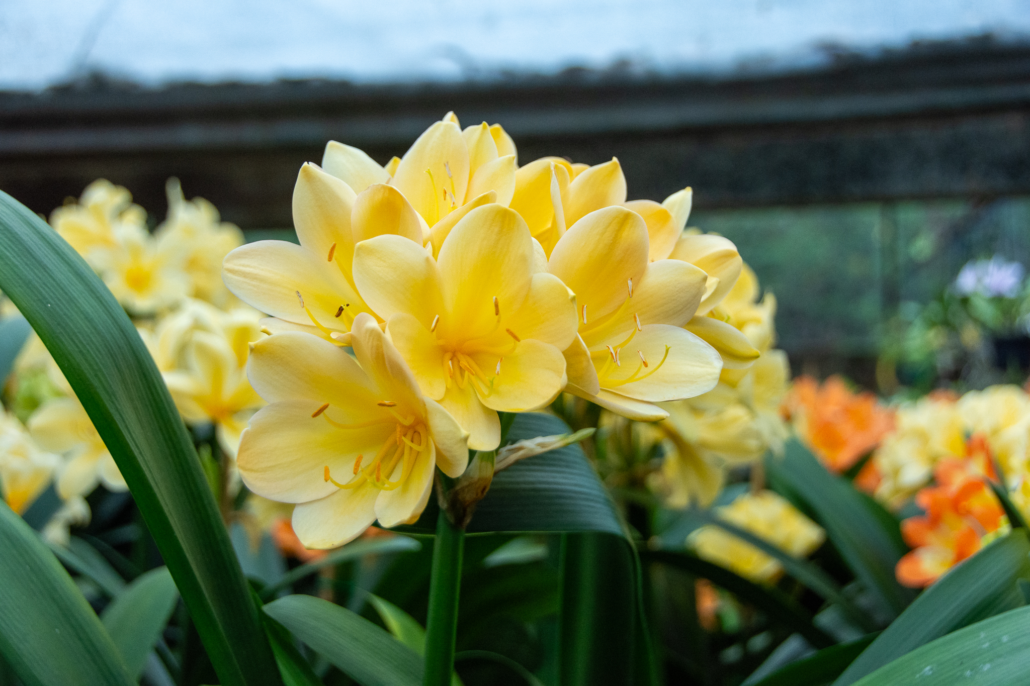 Light-peach flowering clivia.