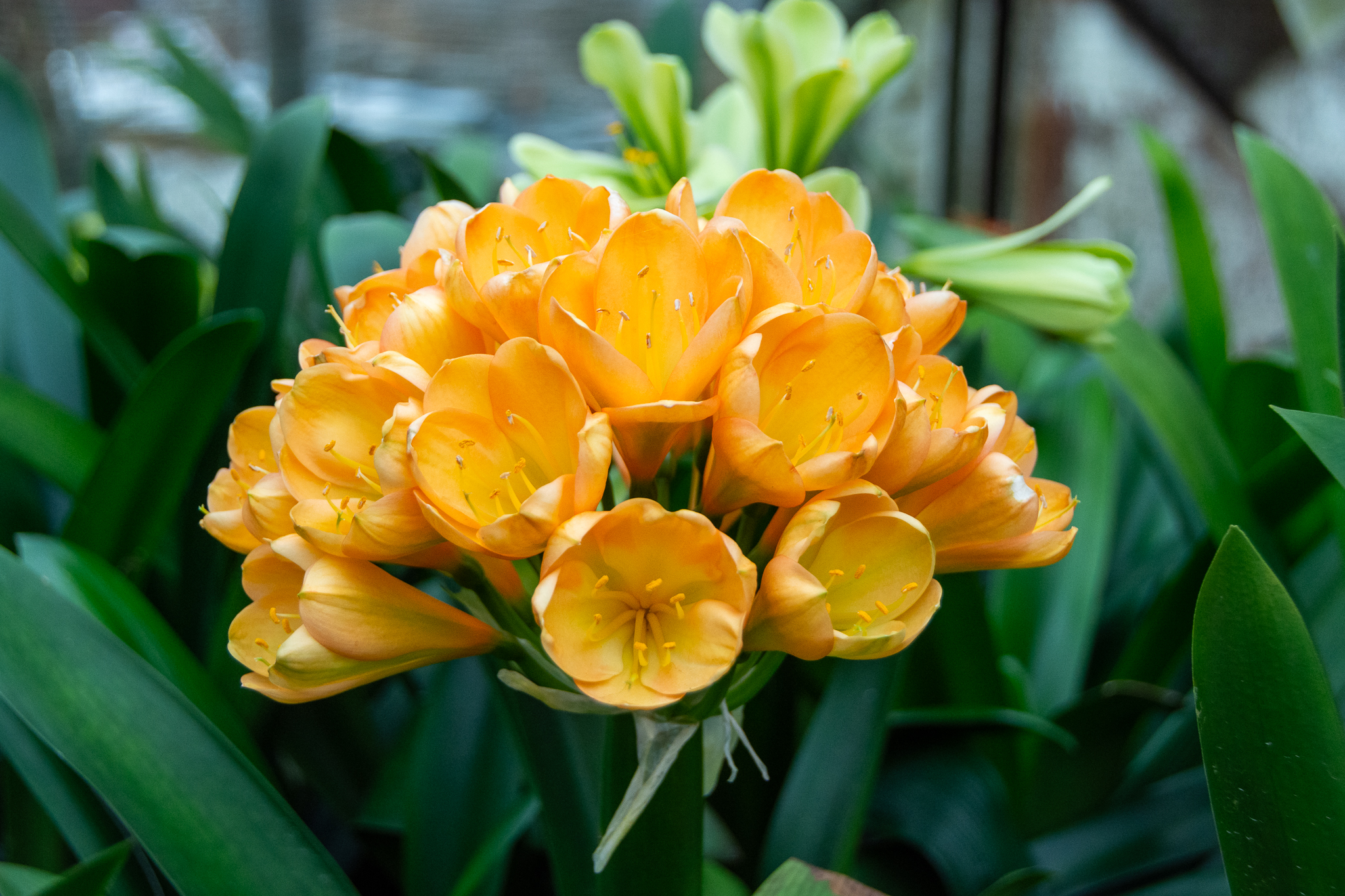 Flowering European peach clivia.