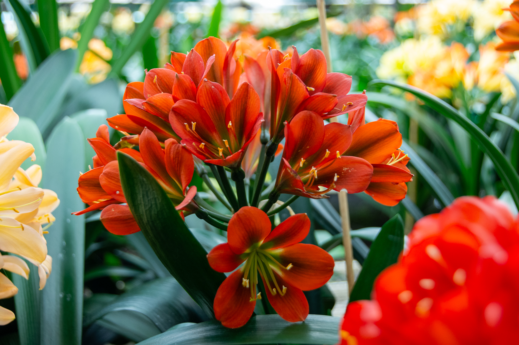 Dark red-bronze flowering clivia with dark green throat.