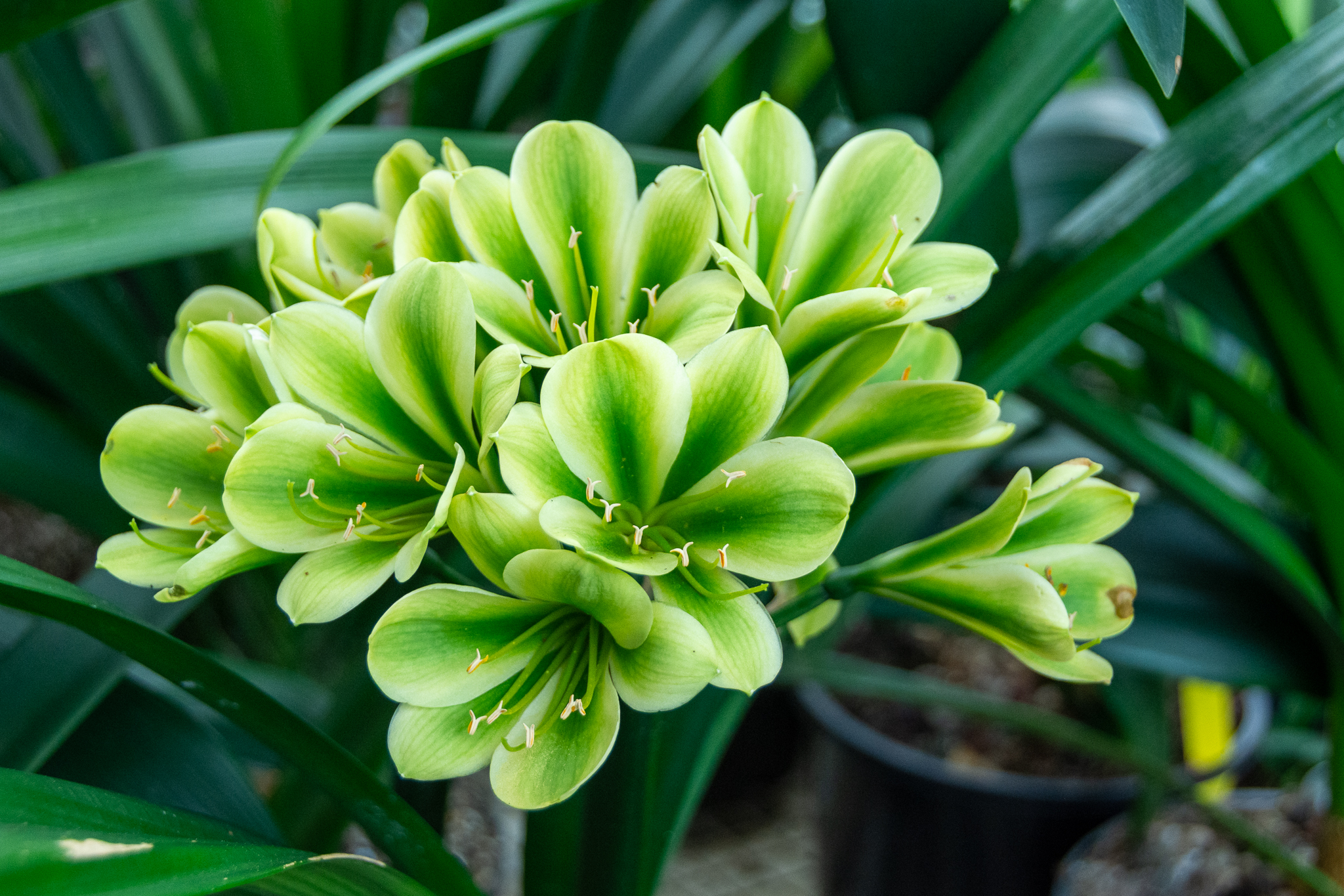 Hirao type flowering green clivia.