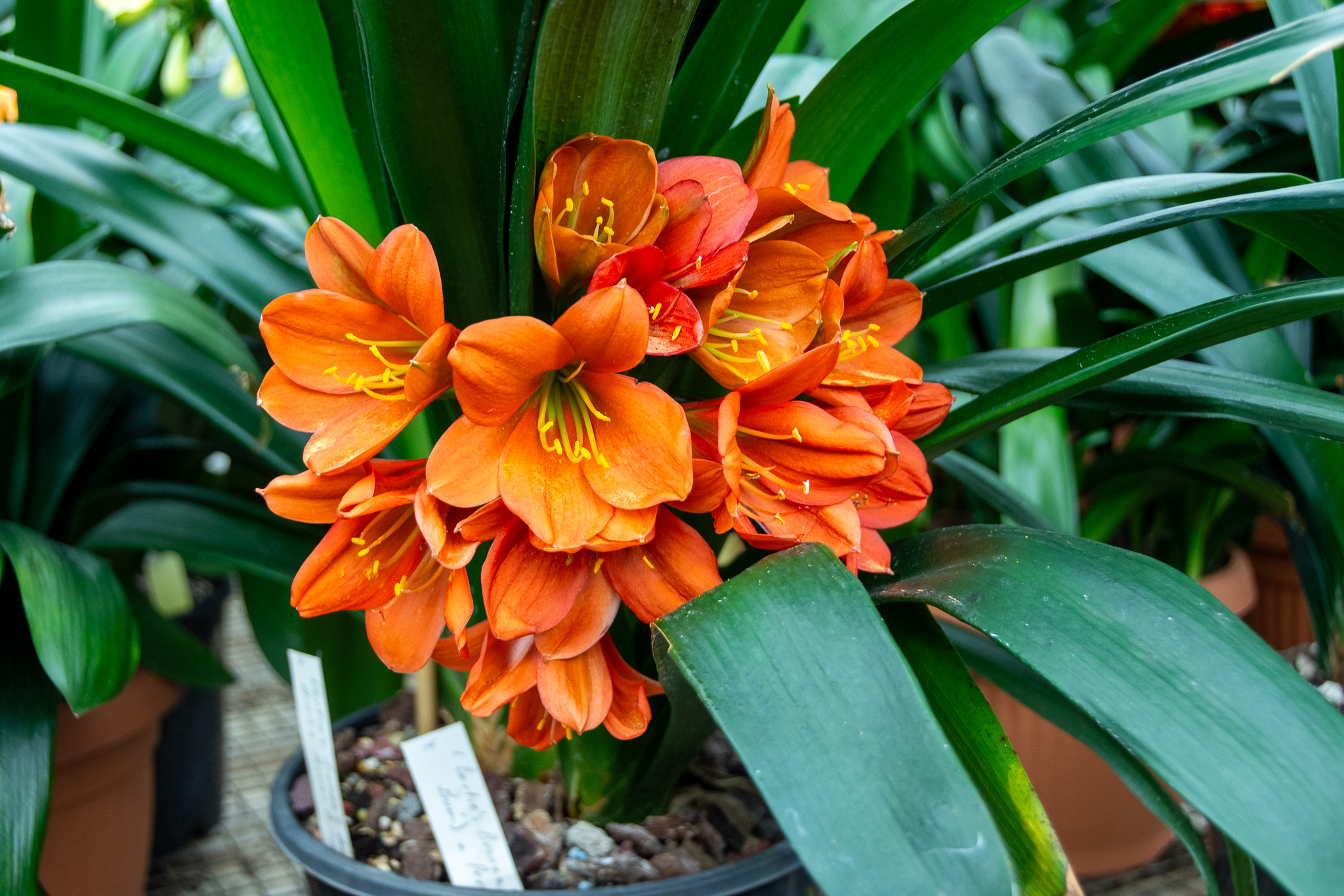 Flowering bronze interspecific clivia with full recurved petals.