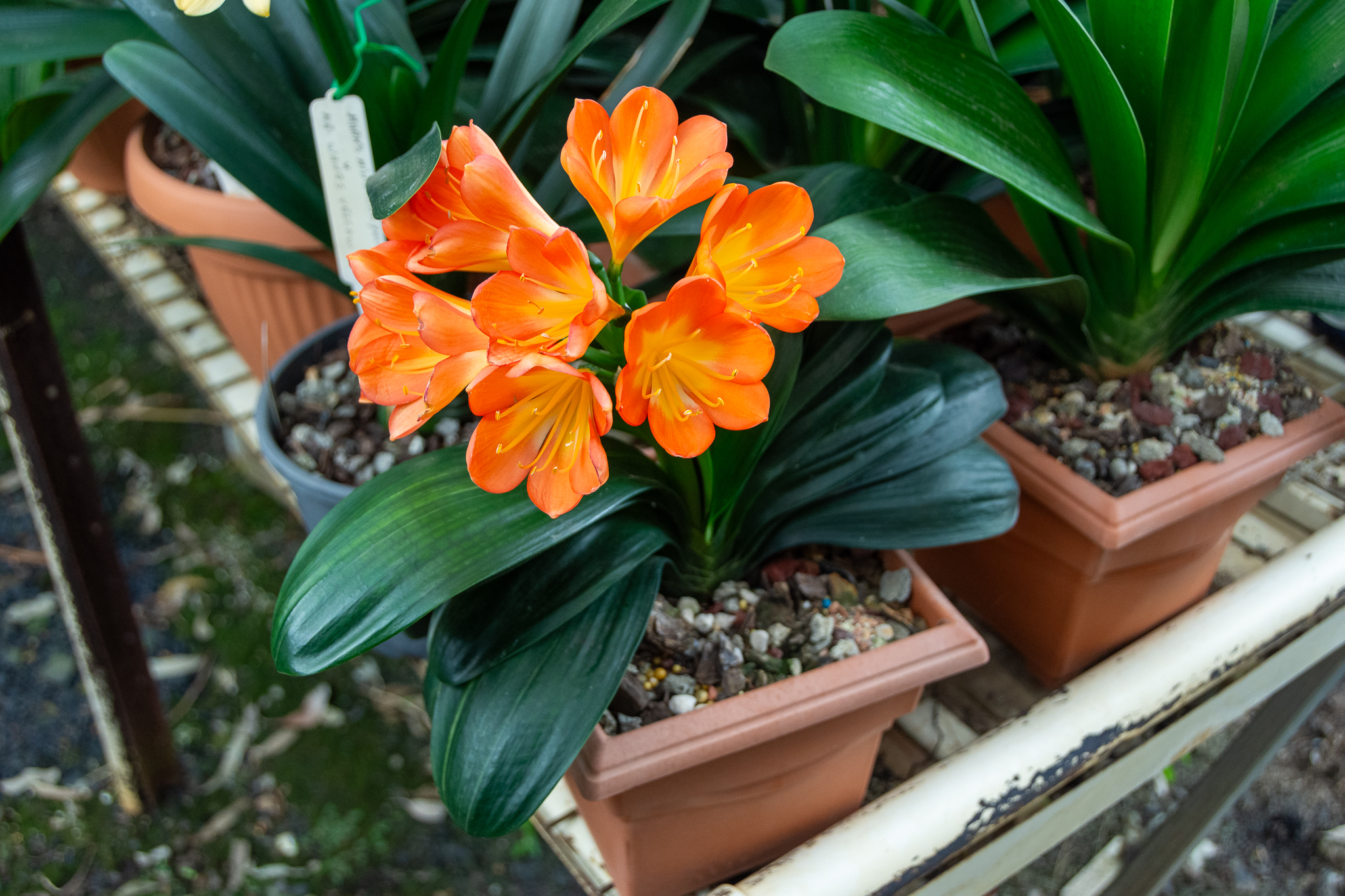 A miniature broadleaf clivia with orange flowers