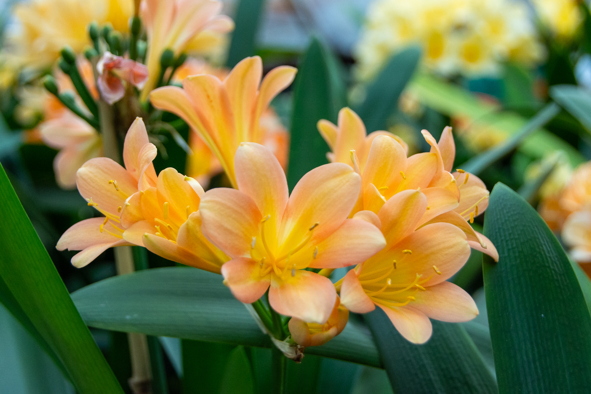 Peach-pink flowering clivia.