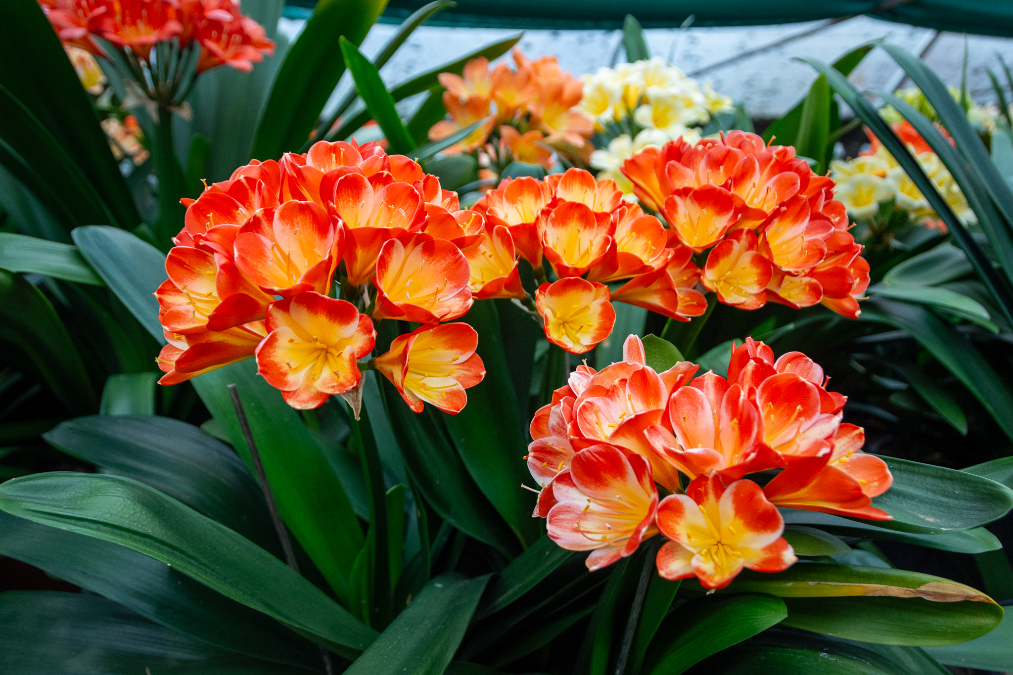 Striking bicolour flowering clivia with four umbels.