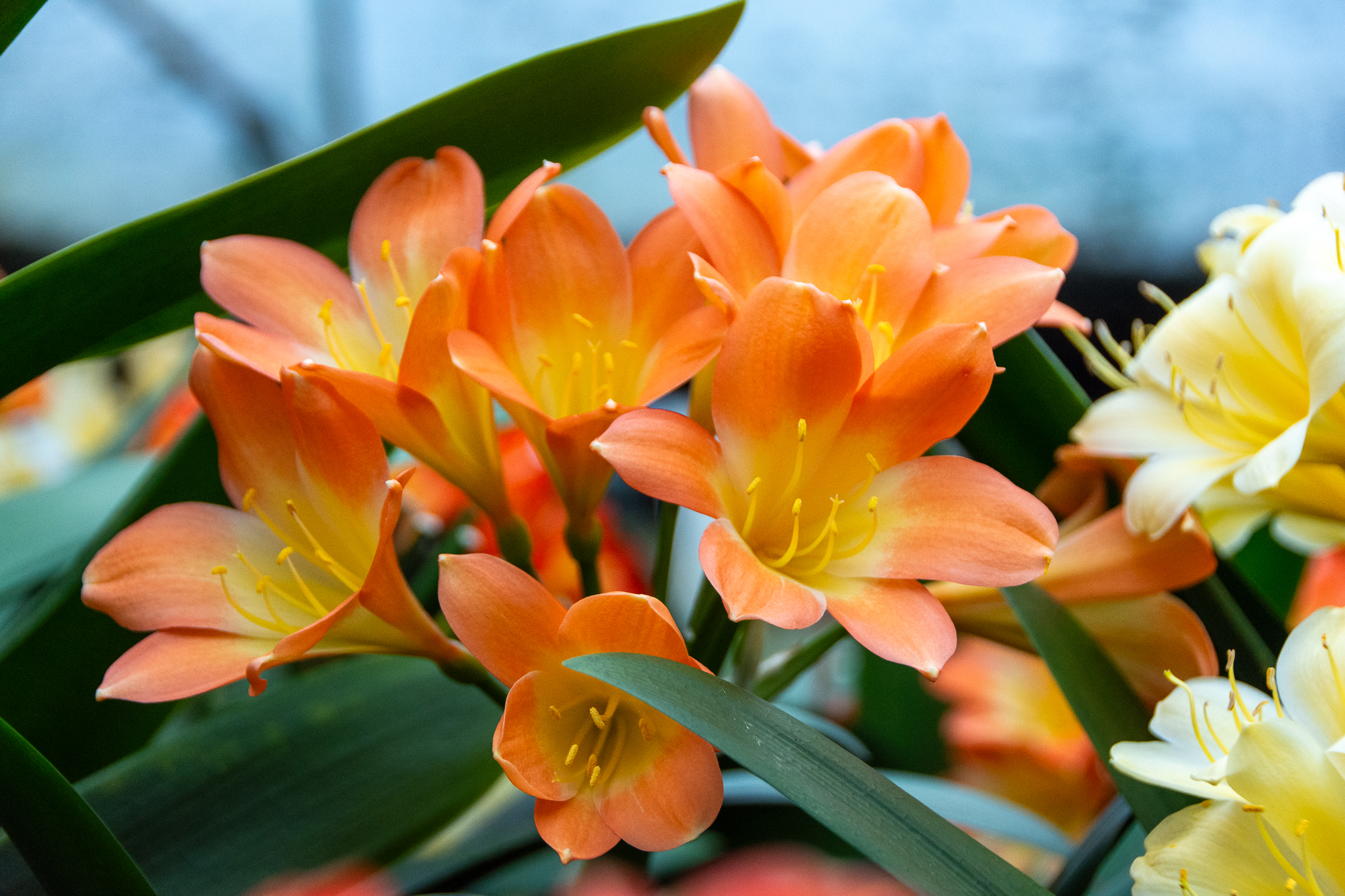 Pastel-flowered clivia.