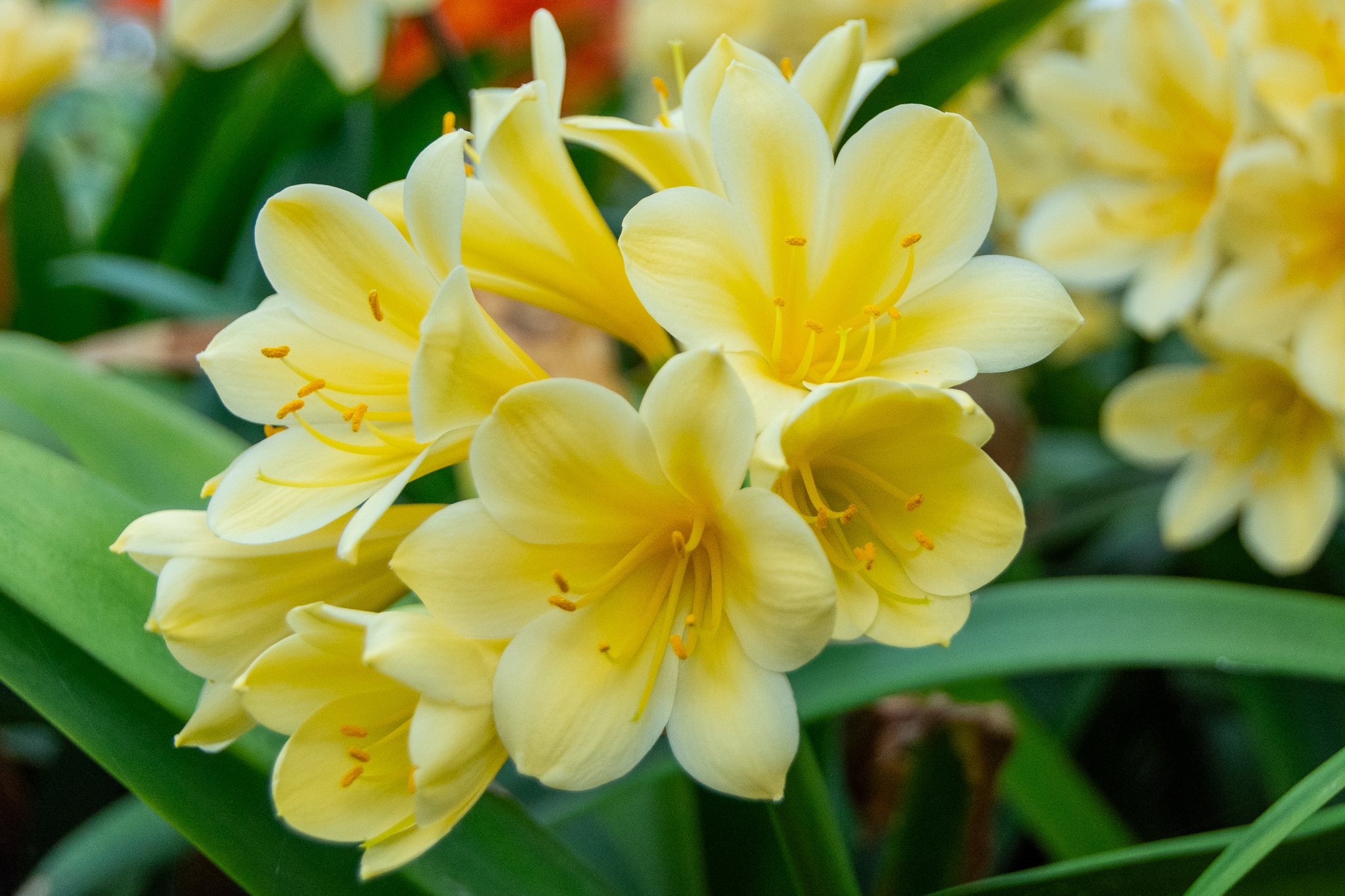 Yellow clivia flowers