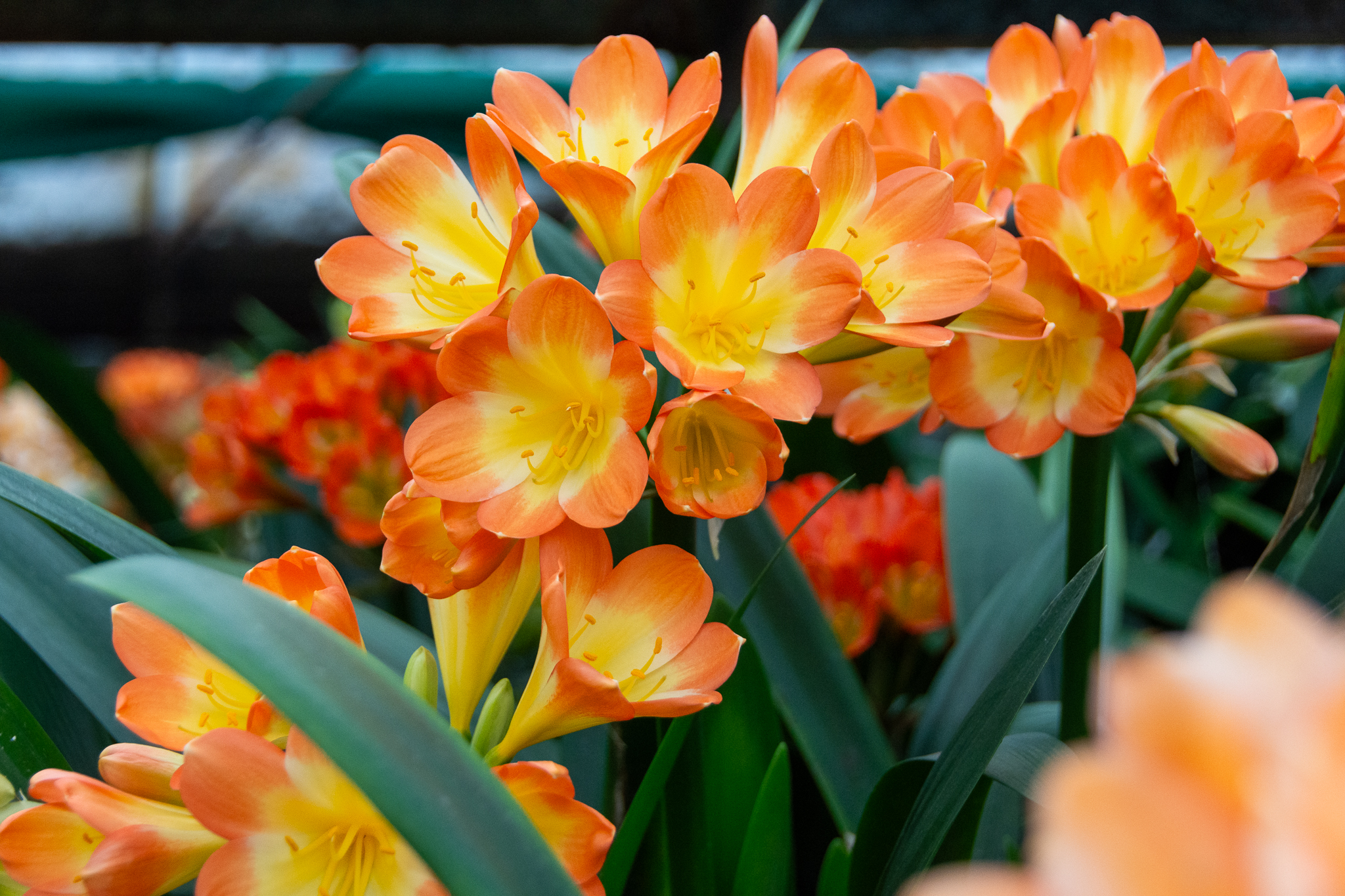 A photo of beautiful bicolour clivia flowers