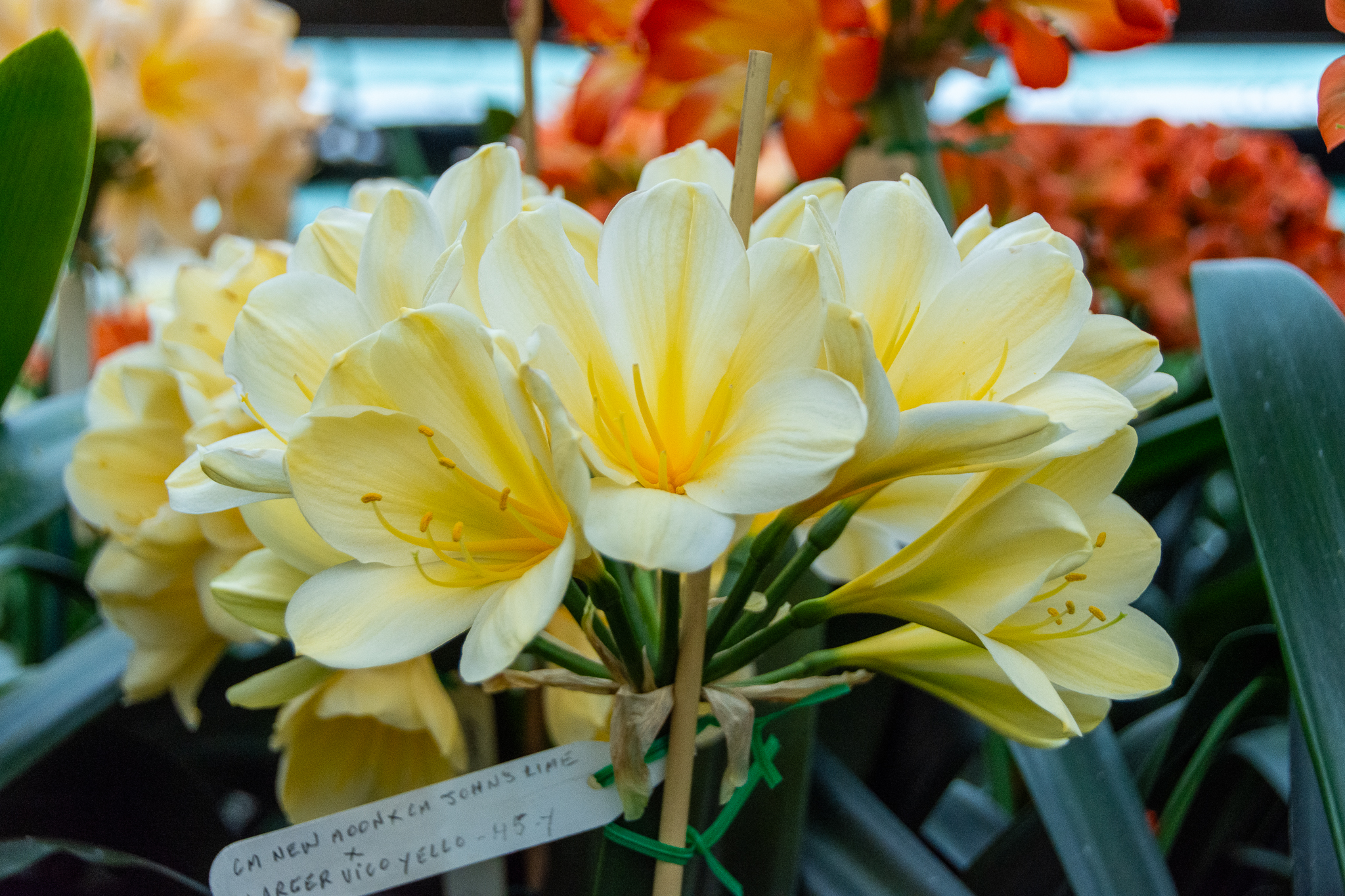 Stunning light yellow clivia with broad, recurved petals and a full umbel.