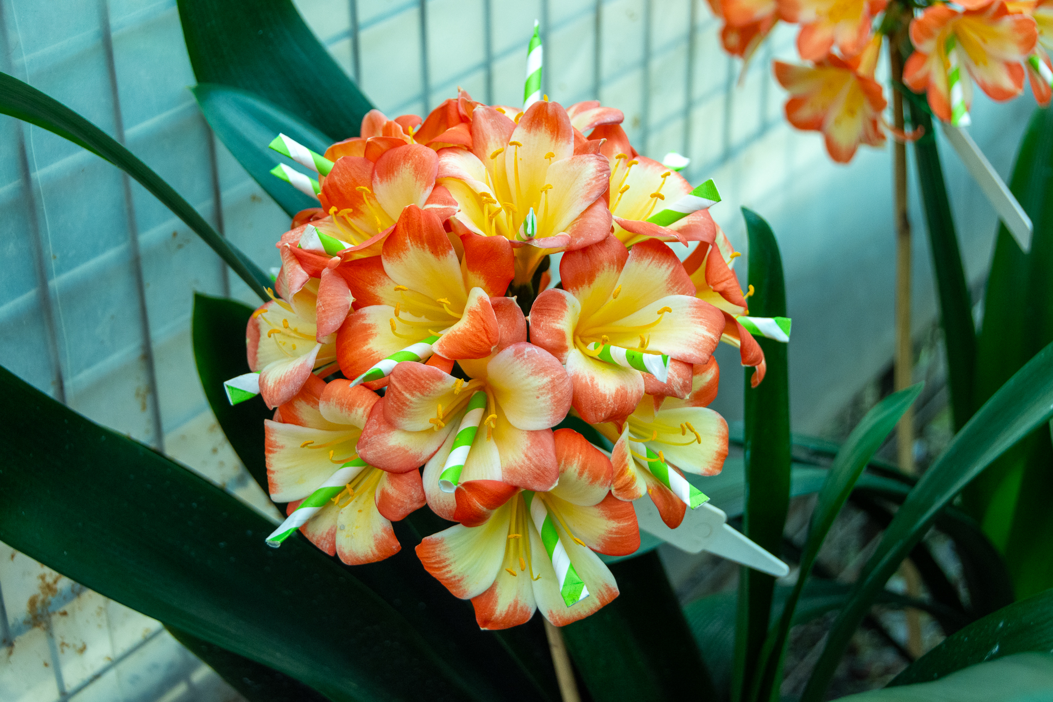 A spectacular recurved bicolour with a full umbel with straws protecting the pollinated stigmas from stray pollen.