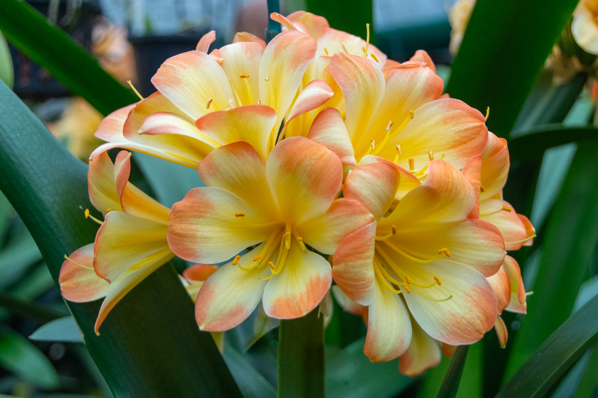 A beautiful head of recurved bicolour clivia flowers