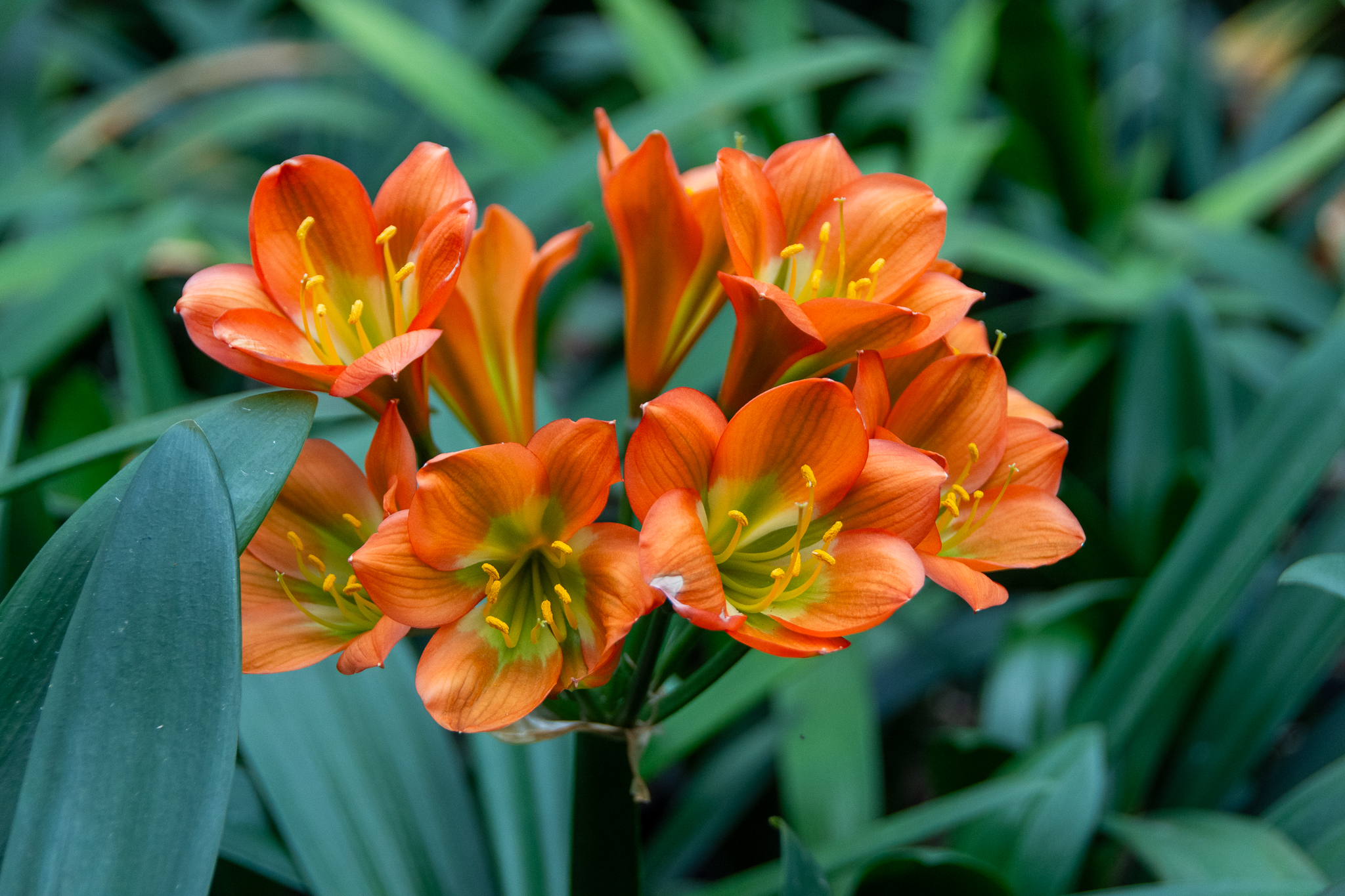 Bronze with green throat flowering clivia.