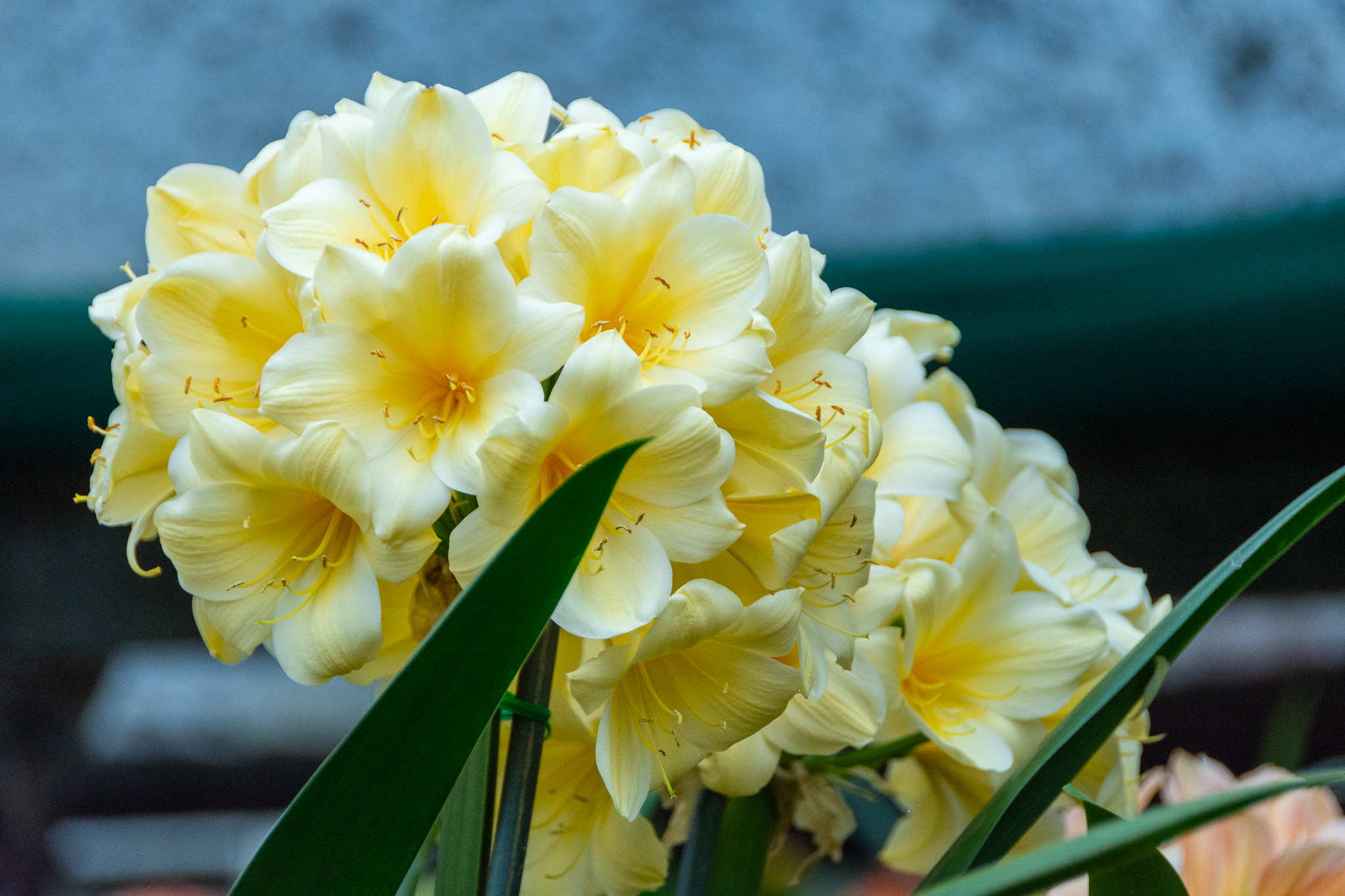 A huge umbel of full-petaled, recurved yellow clivia flowers.