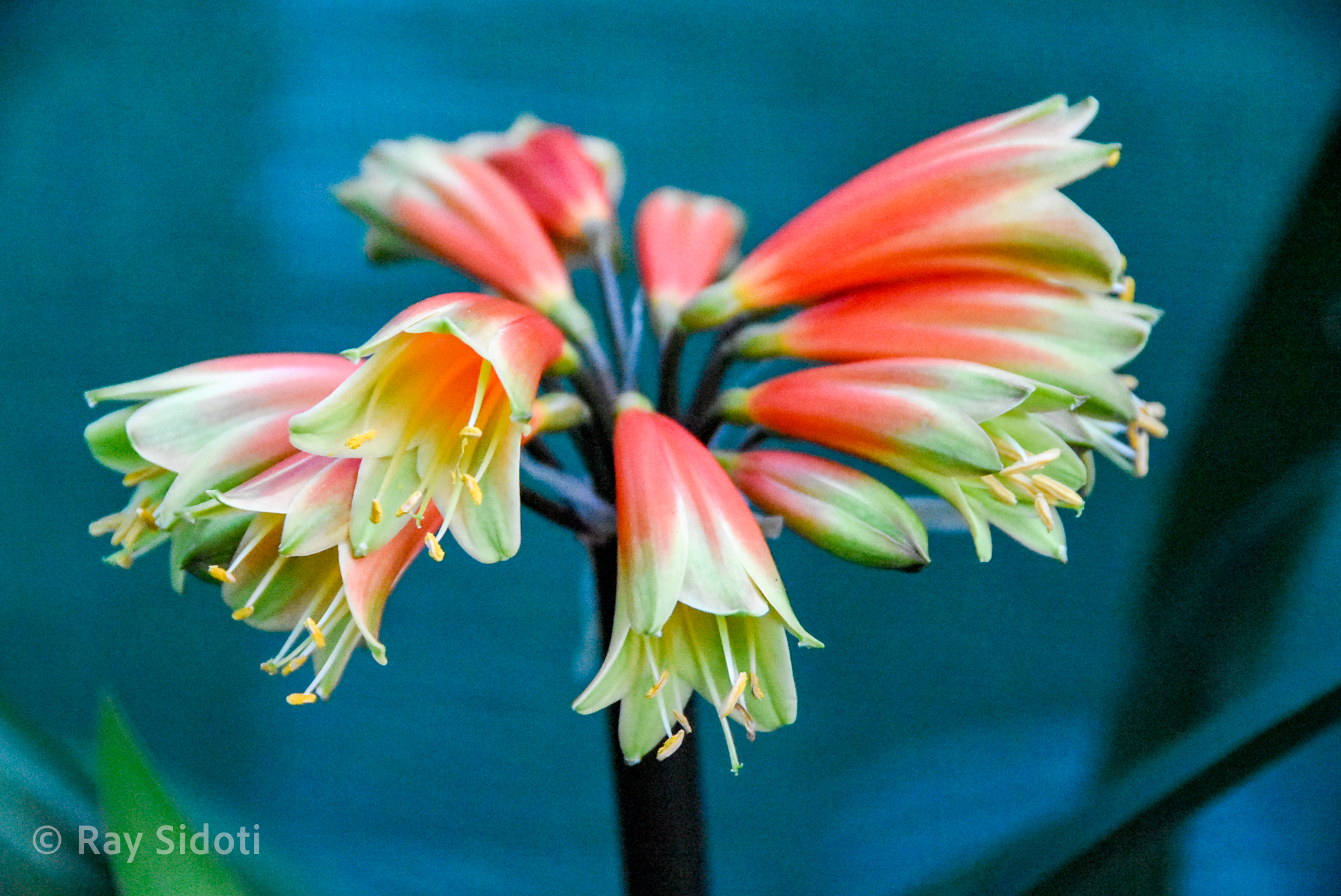 Flowers of a species clivia with pendulous red flowers with green edged petals
