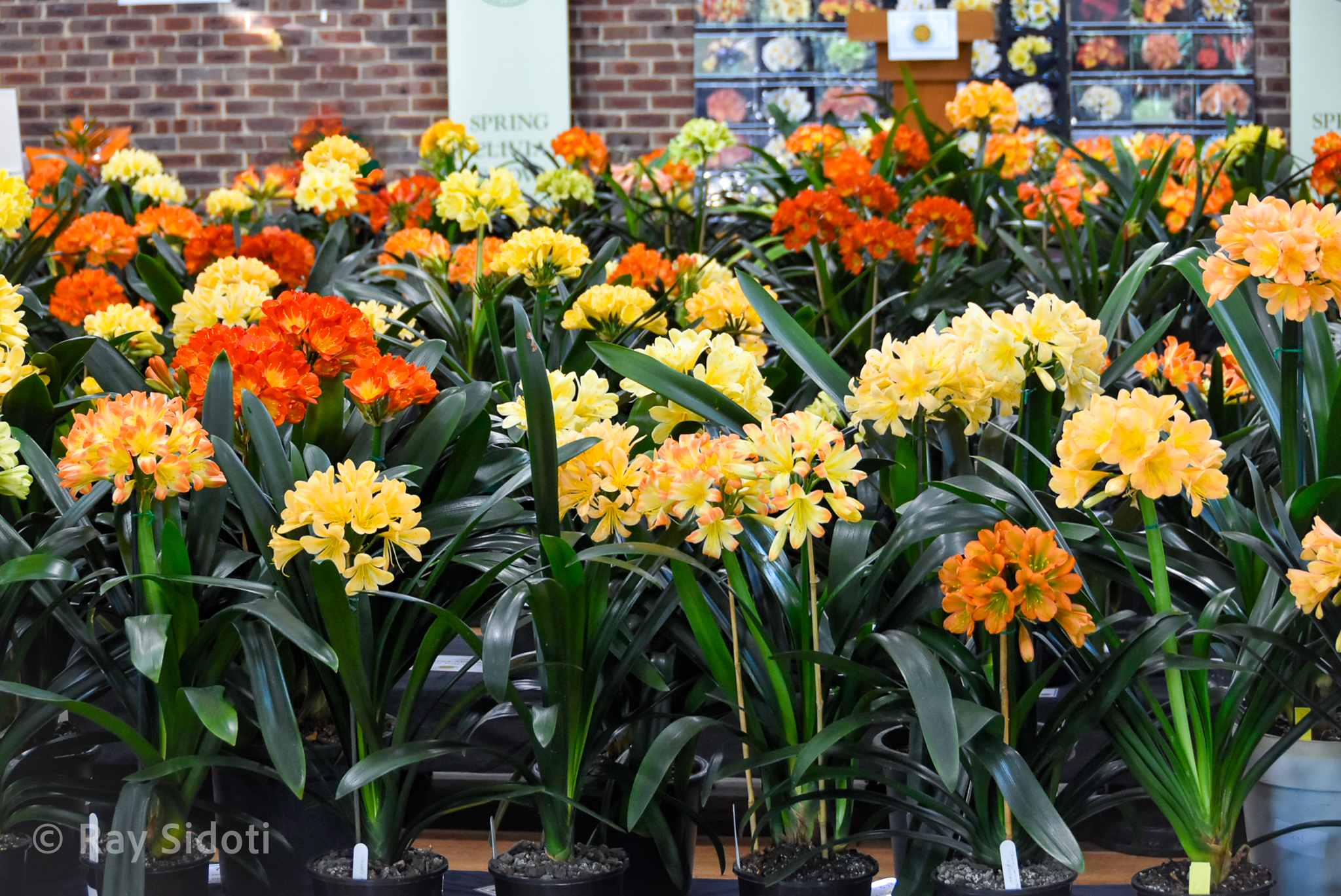 A photo of a roomful of beautiful clivia plants in flower in shades of yellow, reds, oranges, and greens.